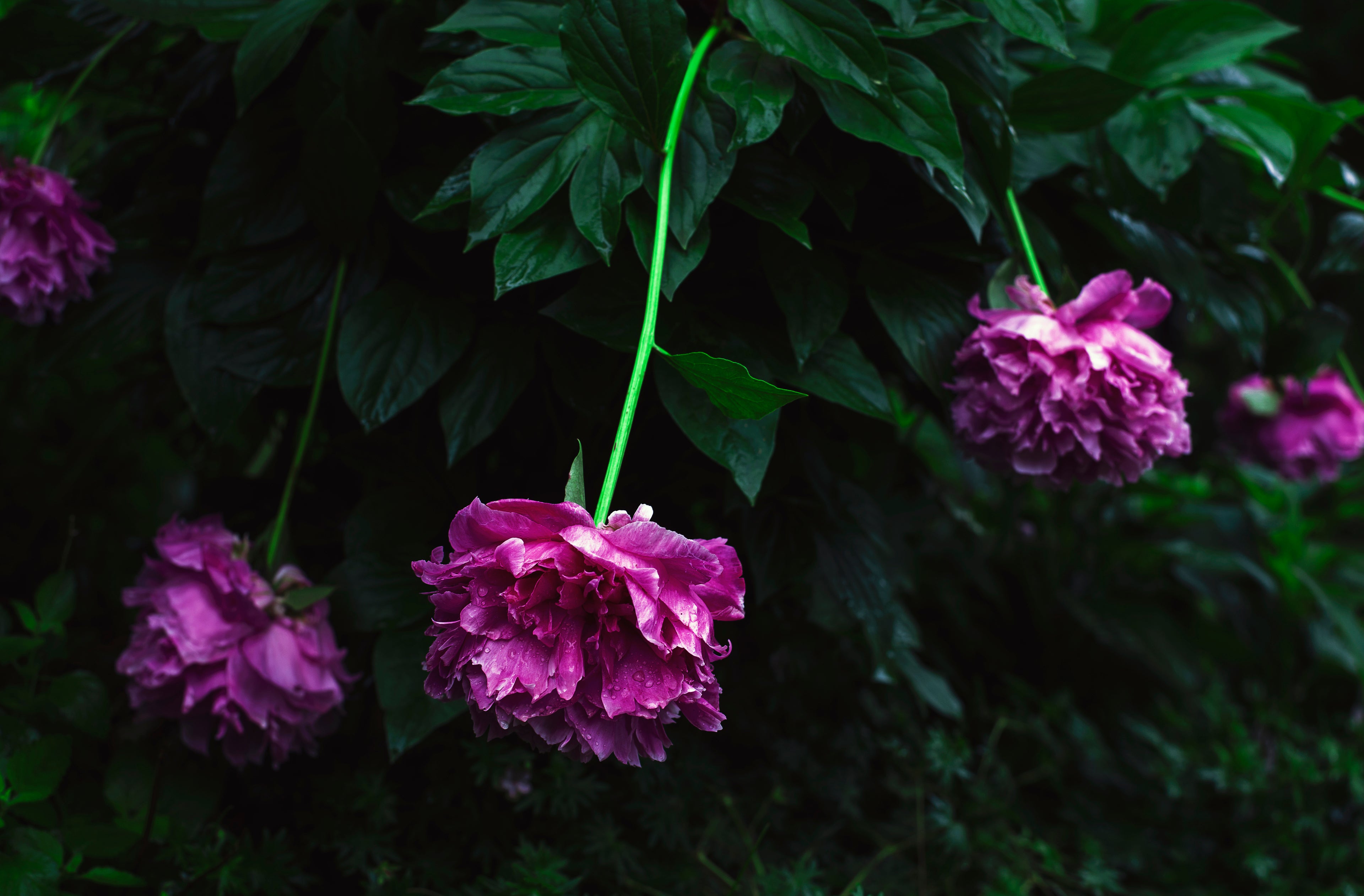 Grandes pivoines roses