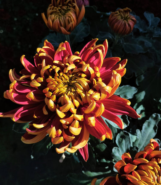 Les fleurs de Novembre ✾