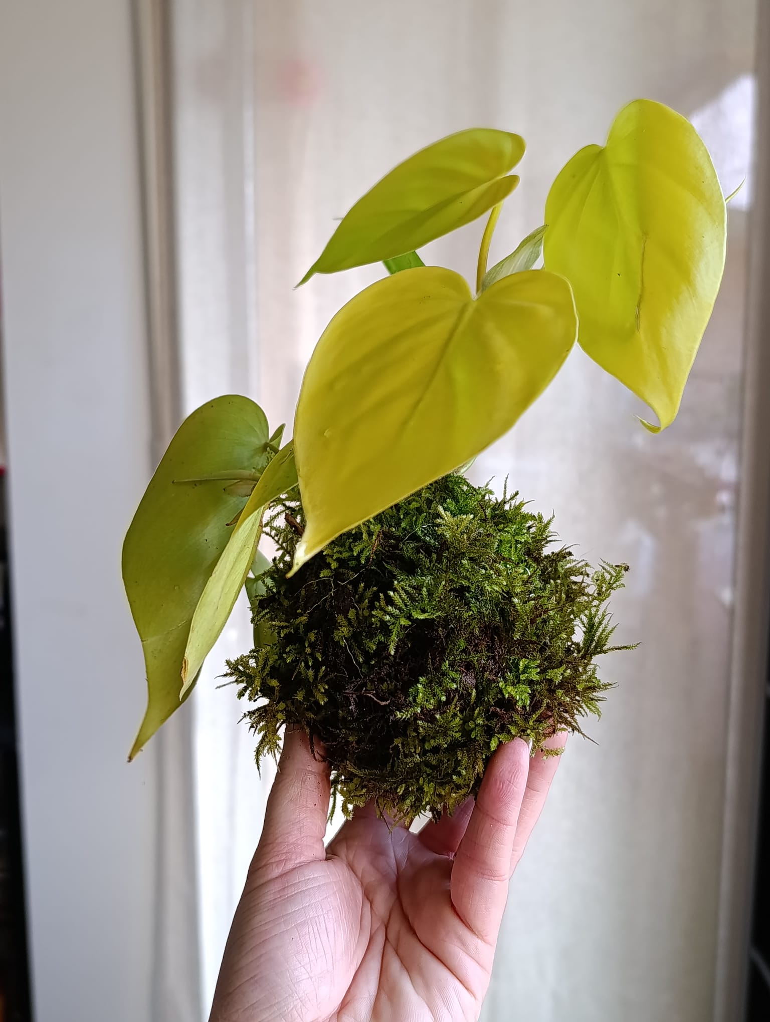 Plante kokedama