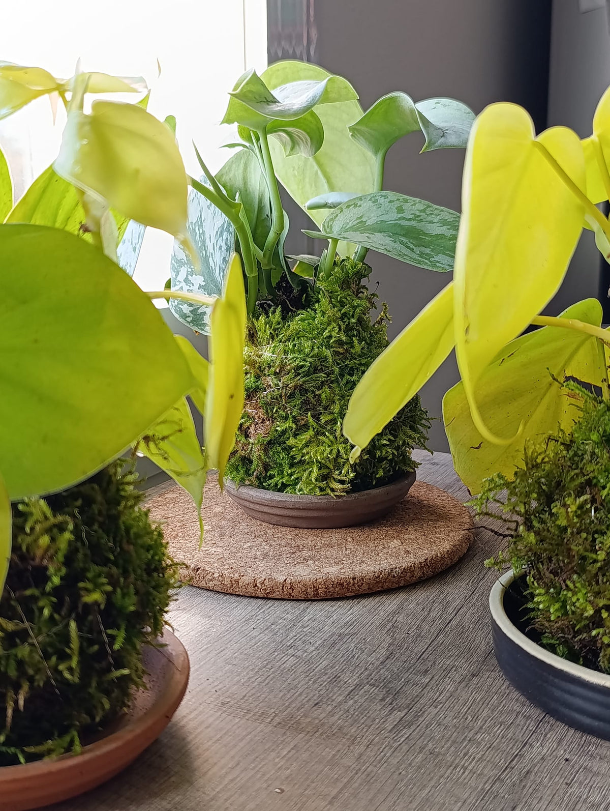 plusieurs kokedama