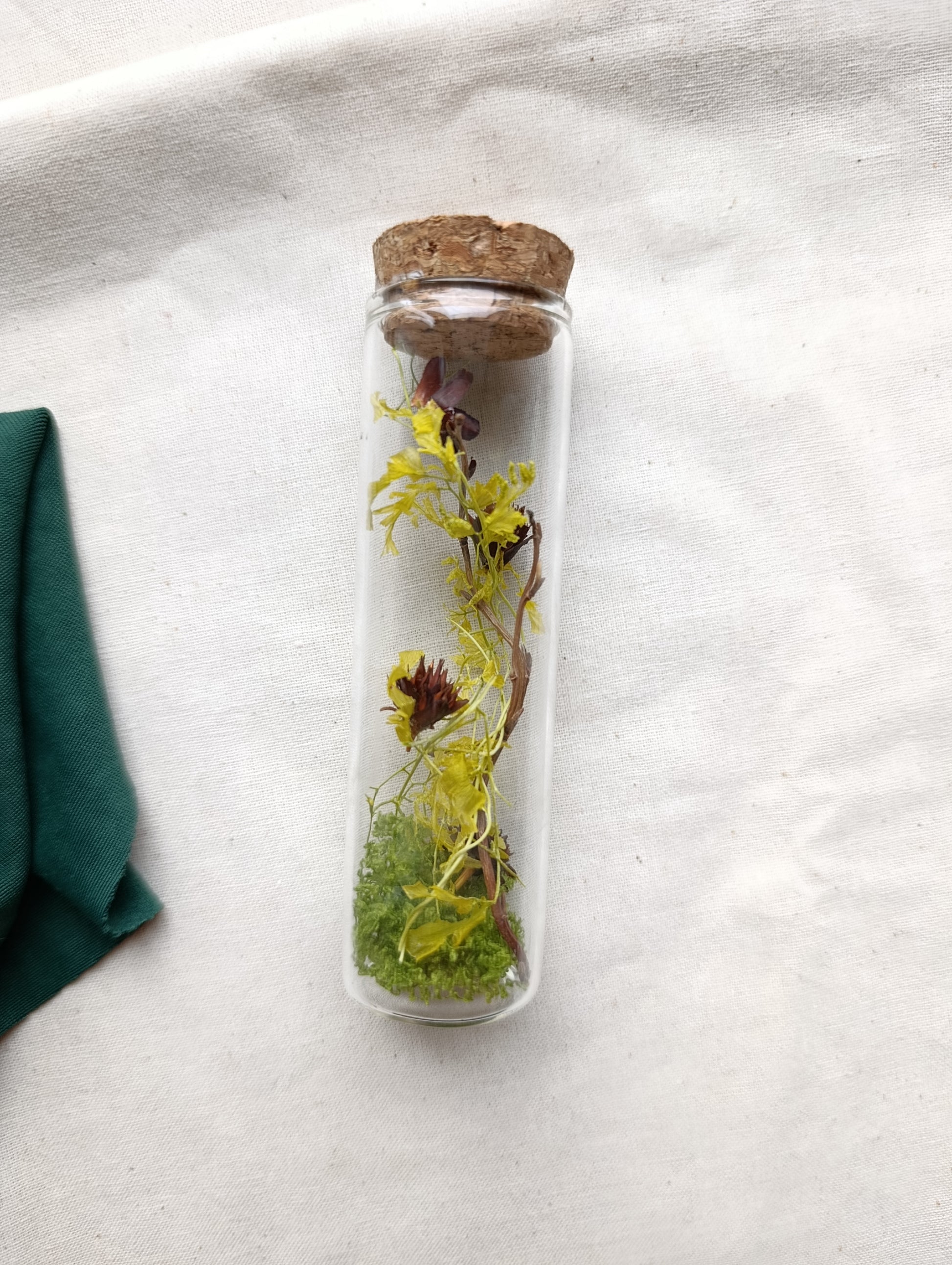 fiole végétale algue et fleurs bordeaux