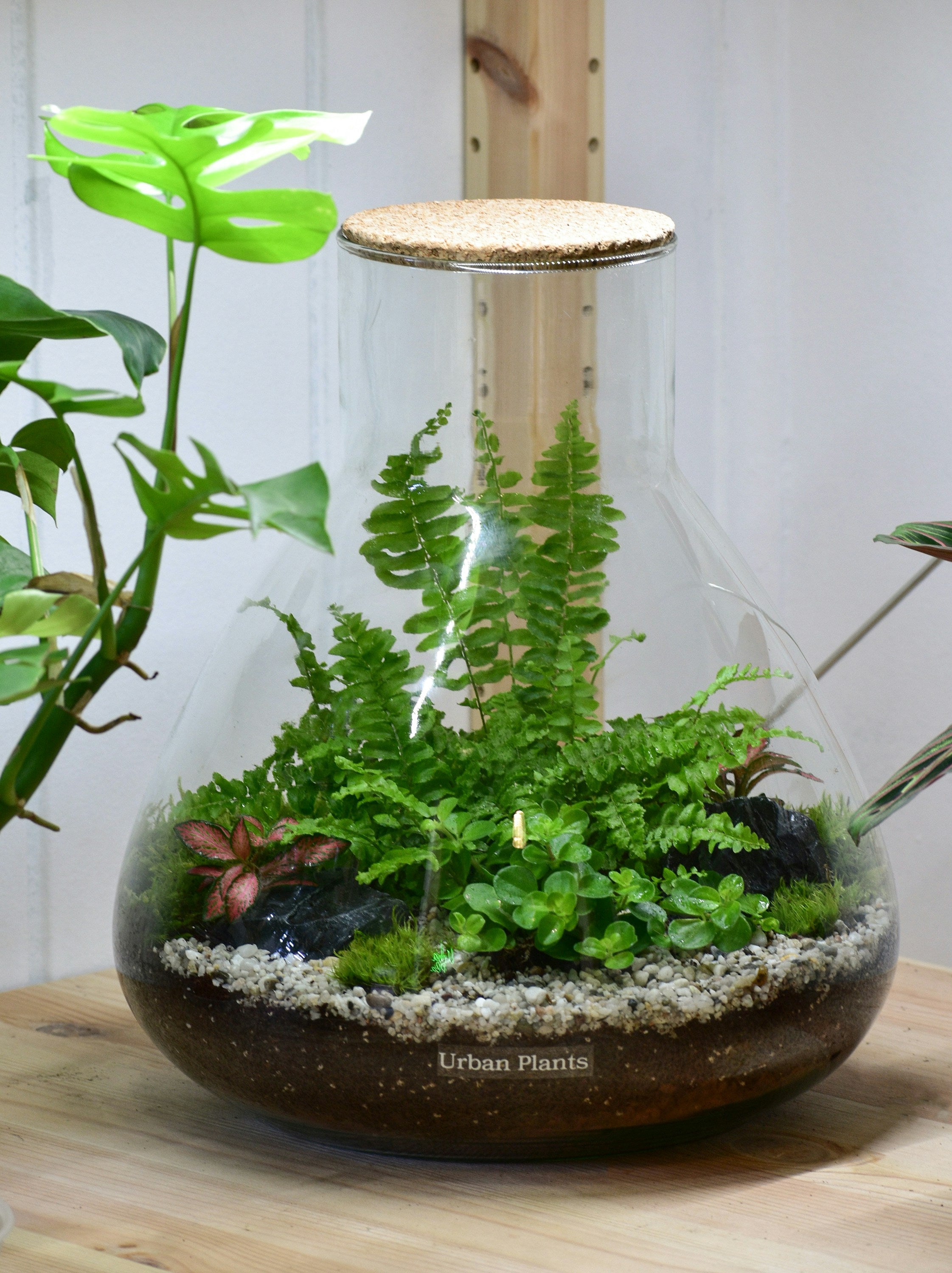 terrarium végétal